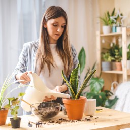 Jardins dentro de casa: você pode ter o seu
